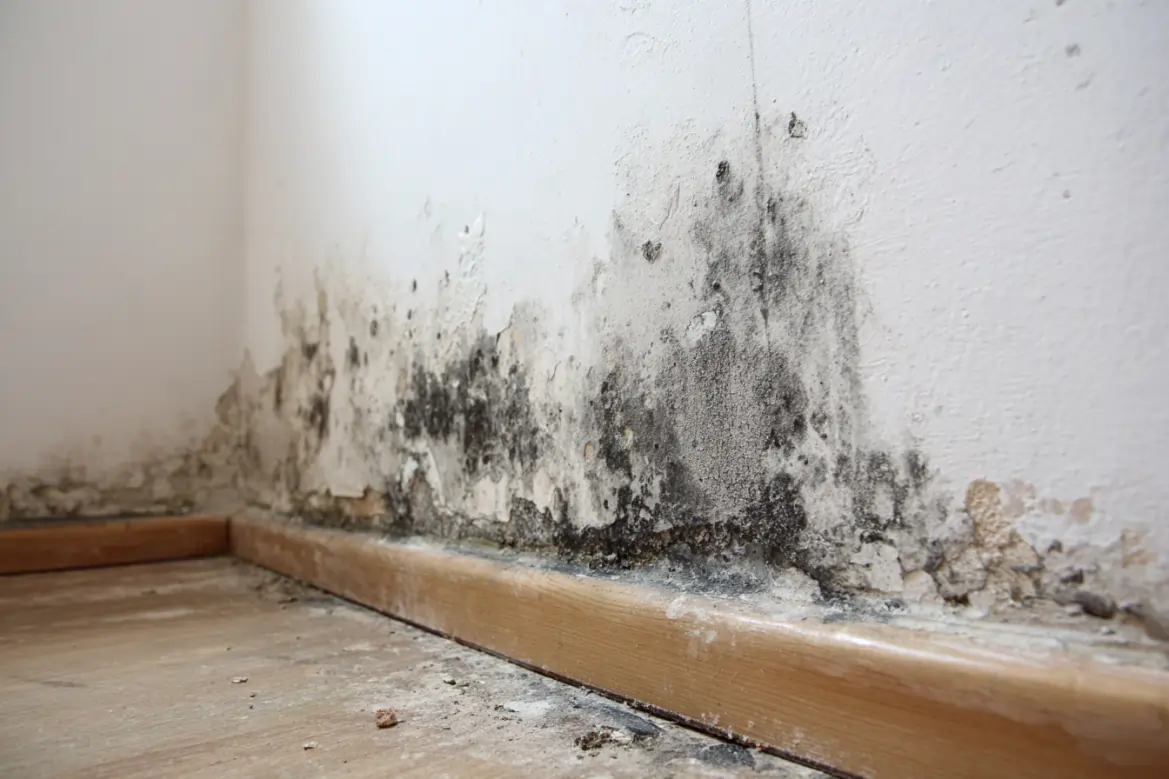 mold removal services 